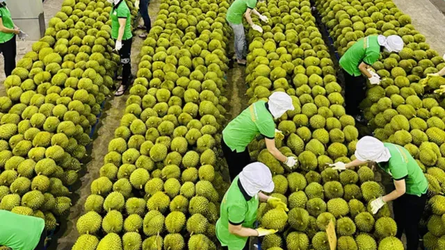 Xuất khẩu rau quả Việt Nam sang Trung Quốc vượt kỷ lục năm 2024 