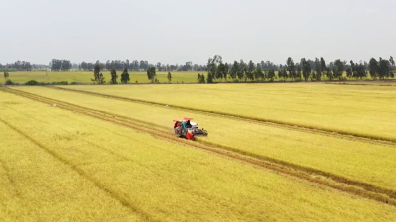 H&igrave;nh th&agrave;nh 5 v&ugrave;ng nguy&ecirc;n liệu n&ocirc;ng - l&acirc;m sản đạt chuẩn