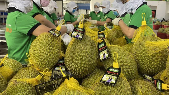 Th&iacute; điểm truy xuất nguồn gốc, khắc phục sầu ri&ecirc;ng nhiễm cadimi 