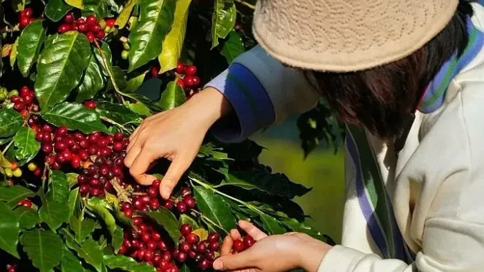 Việt Nam l&agrave; nguồn cung c&agrave; ph&ecirc; lớn nhất cho thị trường Nga