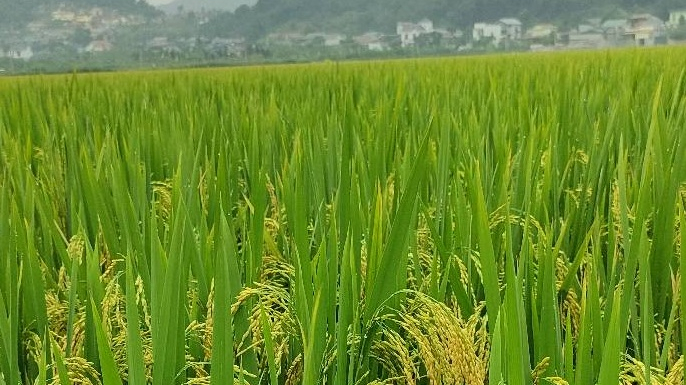 Thực hiện đề &aacute;n sản xuất giảm ph&aacute;t thải lĩnh vực trồng trọt giai đoạn 2025-2035