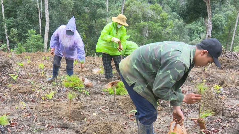 Xử phạt 4 trường hợp chiếm đất rừng sản xuất tr&aacute;i ph&eacute;p 