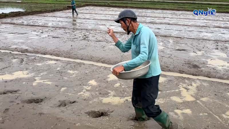Xuống giống vụ l&uacute;a Đ&ocirc;ng Xu&acirc;n