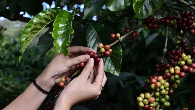 Kim ngạch xuất khẩu c&agrave; ph&ecirc; của Việt Nam tăng tới gần 60% so với năm ngo&aacute;i