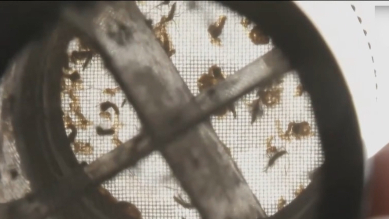 Singapore kiểm so&aacute;t tốt dịch sốt xuất huyết 