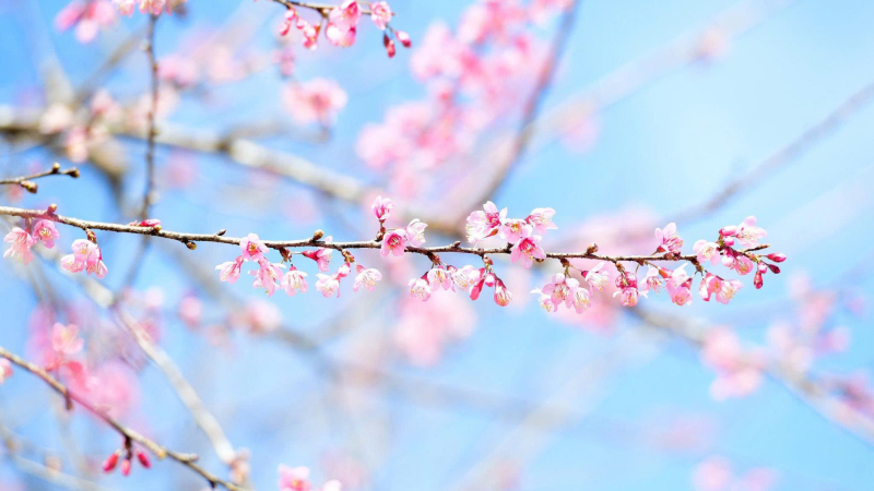 Lượng kh&aacute;ch đến Măng Đen tăng nhanh 