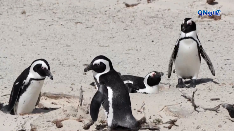 L&yacute; giải hiện tượng chim c&aacute;nh cụt ch&acirc;u Phi chết h&agrave;ng loạt 