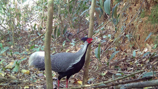Xuy&ecirc;n Tết bảo vệ hơn 100 lo&agrave;i động vật qu&yacute; hiếm 