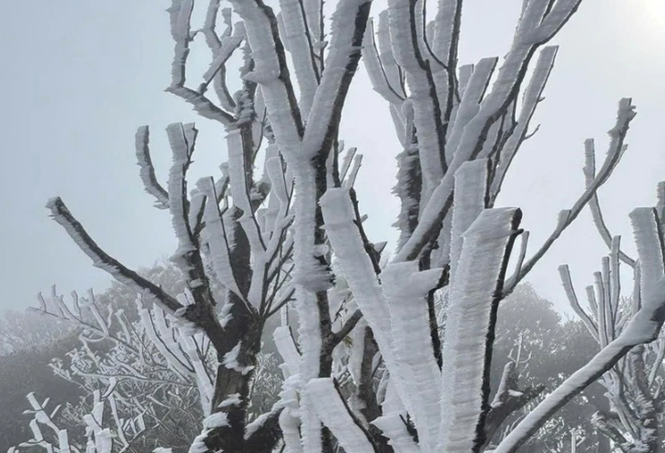 Các tỉnh phía Bắc hôm nay 9-1 thời tiết rét đậm, đề phòng băng giá. Ảnh: TTXVN