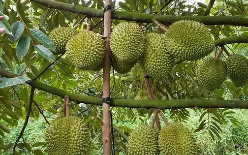 Xuất khẩu rau quả sang Trung Quốc cao kỷ lục