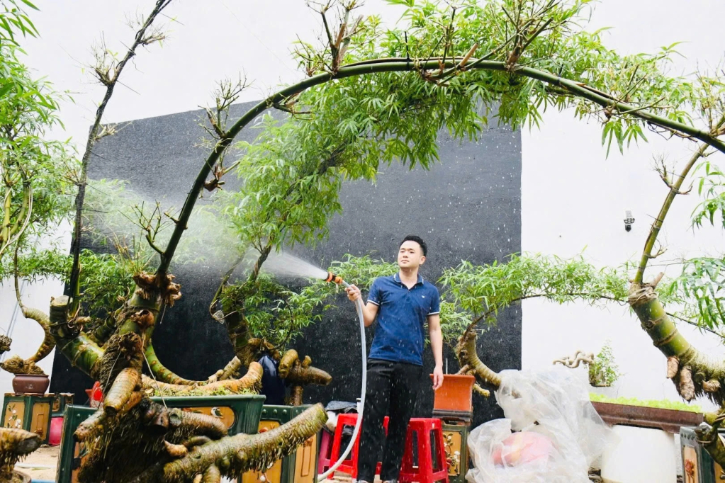 Từ những gốc tre khô cứng, sần sùi tưởng chừng chỉ bỏ đi, anh Hồ Ngọc Kha (37 tuổi, phường Cẩm Thành, tỉnh Quảng Ngãi) đã kiên nhẫn ươm trồng, tạo dáng thành những tác phẩm tre bonsai độc đáo, có giá trị từ vài triệu đến hàng chục triệu đồng.