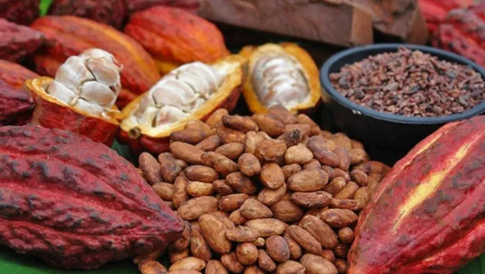 Giá ca cao bật tăng mạnh sau khi chạm đáy nhiều tháng.