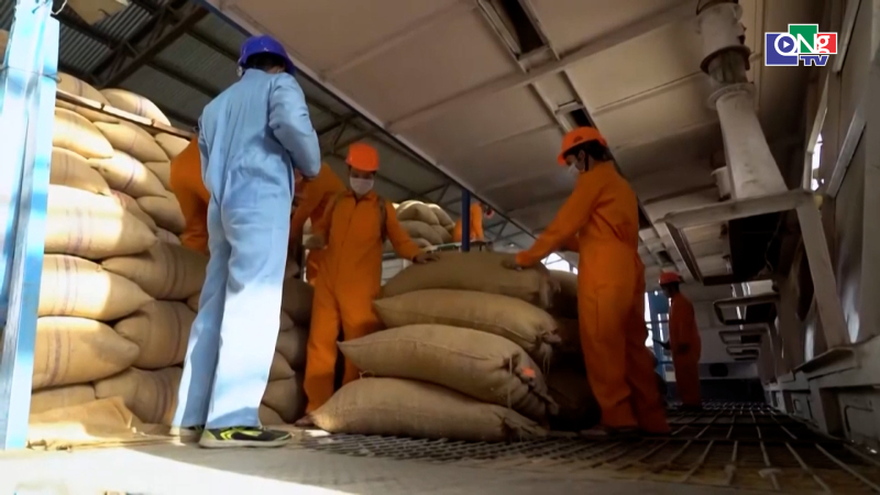 Gạo Ấn Độ từng bước mở rộng thị trường