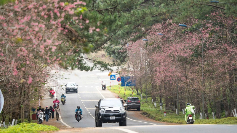 Măng Đen rực sắc hoa anh đ&agrave;o, thu h&uacute;t h&agrave;ng vạn du kh&aacute;ch dịp Tết Dương lịch 2026