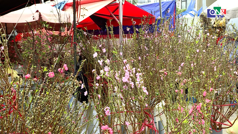 Chợ hoa H&agrave; Nội rộn sắc xu&acirc;n