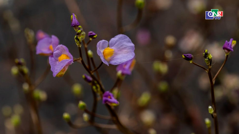 Lo&agrave;i hoa độc đ&aacute;o bất ngờ nở rộ sau bảy năm vắng b&oacute;ng
