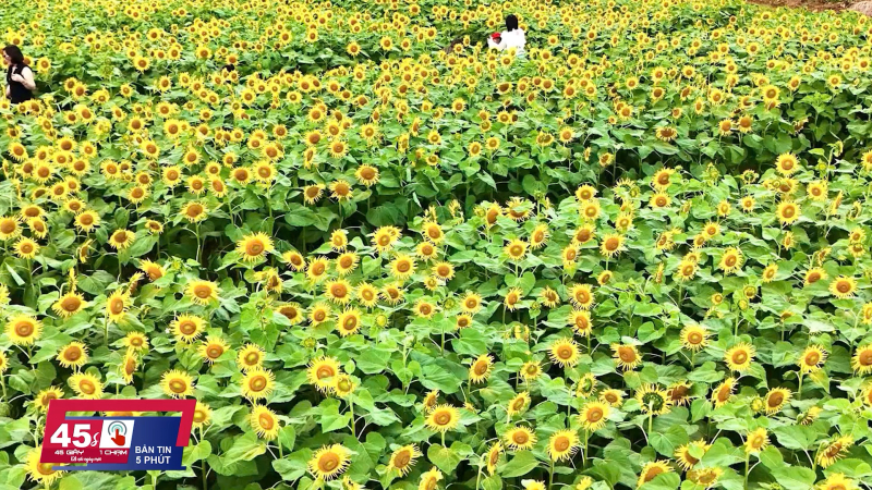 45 gi&acirc;y 1 chạm ng&agrave;y 07/01