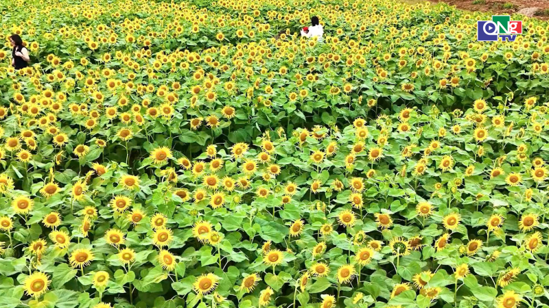 Vườn hoa hướng dương ở Quảng Ng&atilde;i thu h&uacute;t du kh&aacute;ch dịp cận Tết
