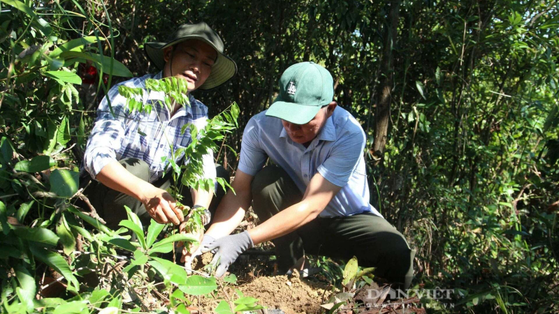 Ph&aacute;t động tết trồng c&acirc;y Xu&acirc;n B&iacute;nh Ngọ 2026 gắn với bảo vệ, ph&aacute;t triển rừng
