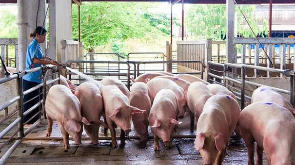 Đảm bảo nguồn cung thực phẩm phục vụ Tết Nguy&ecirc;n đ&aacute;n 2026 