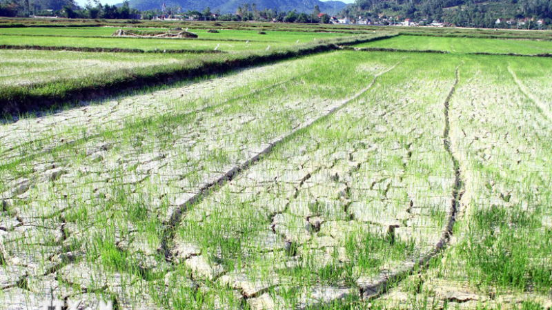 Ban h&agrave;nh chương tr&igrave;nh h&agrave;nh động quốc gia chống sa mạc h&oacute;a đến năm 2030, tầm nh&igrave;n 2050 