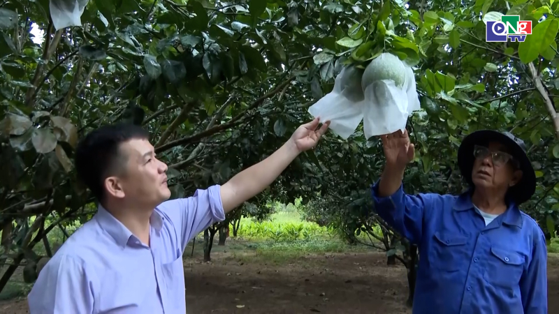 Ph&aacute;t triển c&acirc;y trồng l&acirc;u năm mang hiệu quả kinh tế cao 