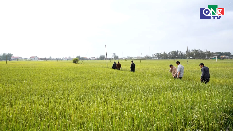 L&uacute;a vụ Đ&ocirc;ng tr&ecirc;n đất c&aacute;t pha