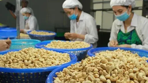 Xuất khẩu hạt điều lần đầu ti&ecirc;n vượt 5 tỷ USD 