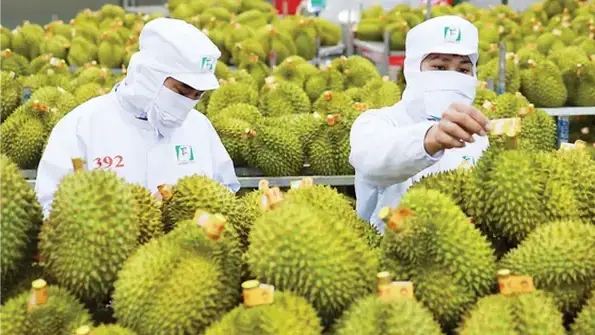 Rau quả Việt tăng trưởng mạnh nhất tại Trung Quốc