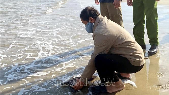 Thả r&ugrave;a biển qu&yacute; hiếm về m&ocirc;i trường tự nhi&ecirc;n