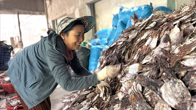 Mực x&agrave; được thu mua với gi&aacute; cao, ngư d&acirc;n phấn khởi