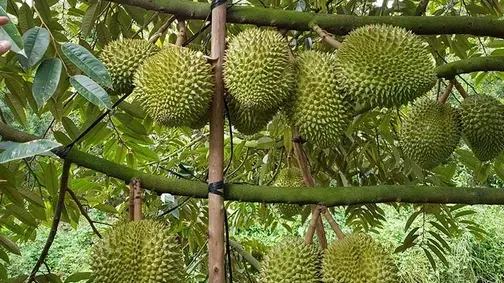 Xuất khẩu rau quả sang Trung Quốc cao kỷ lục