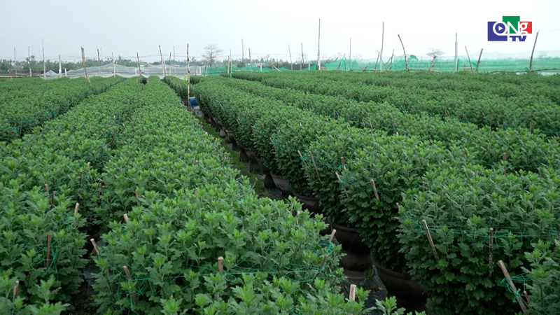 Hoa c&uacute;c Tết được thương l&aacute;i đặt cọc sớm