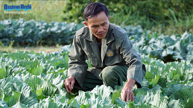 Nh&agrave; vườn Quảng Ng&atilde;i chăm s&oacute;c rau phục vụ thị trường Tết 