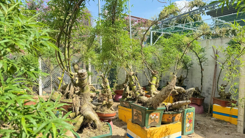 N&ocirc;ng d&acirc;n Quảng Ng&atilde;i thu tiền triệu với tre bonsai 