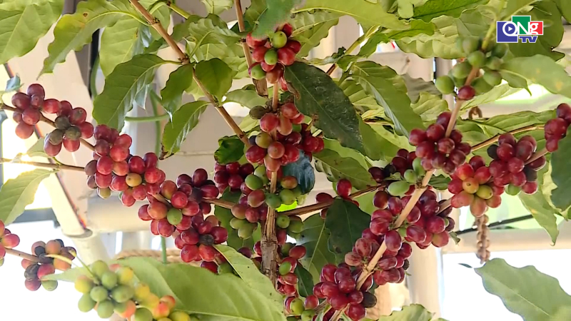 Gi&aacute; c&agrave; ph&ecirc; tiến s&aacute;t 100.000 đồng/kg