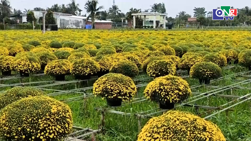 Nhiều nh&agrave; vườn lo lắng v&igrave; c&uacute;c m&acirc;m x&ocirc;i nở sớm