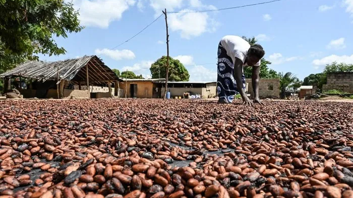 Gi&aacute; ca cao bật tăng mạnh sau khi chạm đ&aacute;y nhiều th&aacute;ng