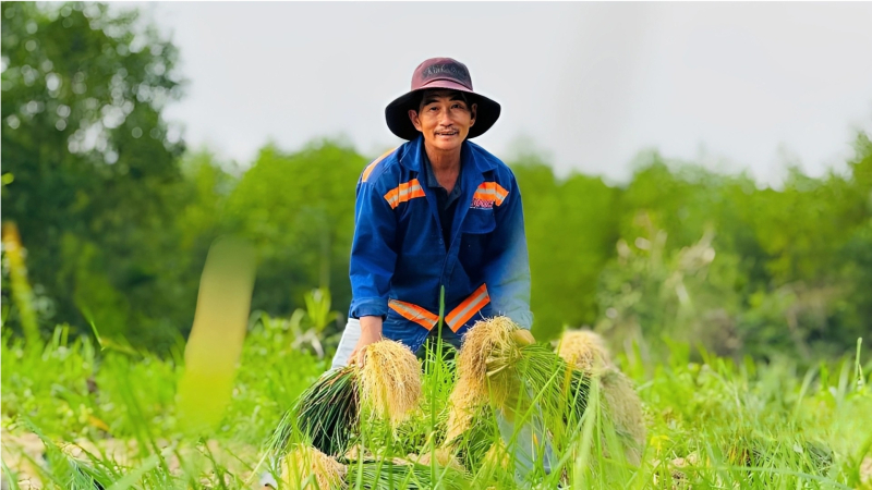 Rộn r&agrave;ng m&ugrave;a thu hoạch kiệu ở Quảng Ng&atilde;i 