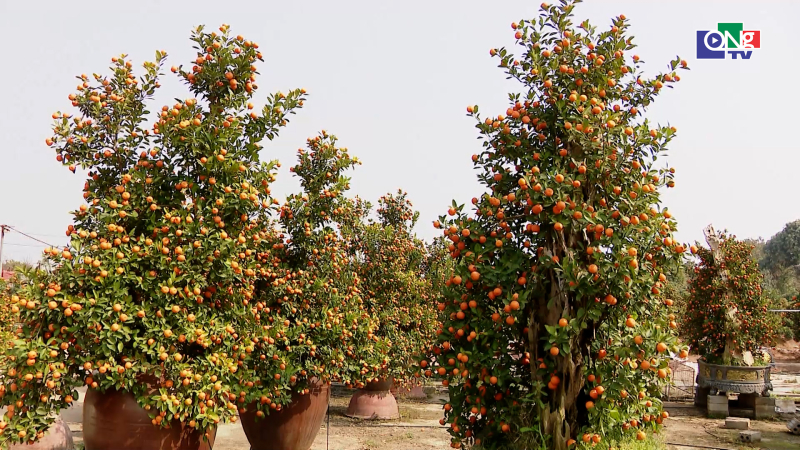 Quất cảnh Tứ Li&ecirc;n khoe sắc đ&oacute;n xu&acirc;n