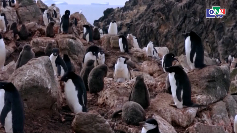 Nam Cực ấm l&ecirc;n khiến chim c&aacute;nh cụt sinh sản sớm
