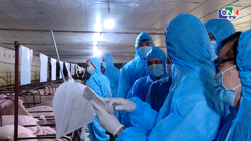 300 heo n&aacute;i ti&ecirc;m thử nghiệm vaccine an to&agrave;n tuyệt đối