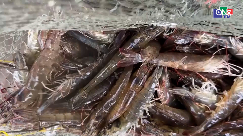 T&ocirc;m tăng gi&aacute; cao nhưng sức ti&ecirc;u thụ chậm