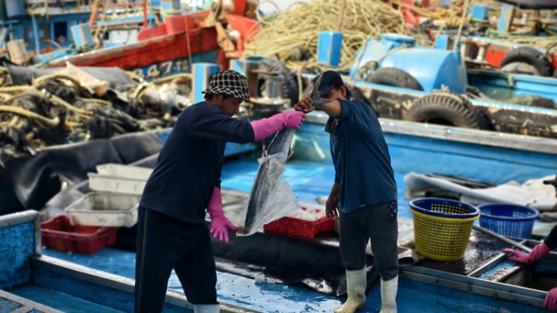 Ngư d&acirc;n Quảng Ng&atilde;i tr&uacute;ng m&ugrave;a, được gi&aacute;