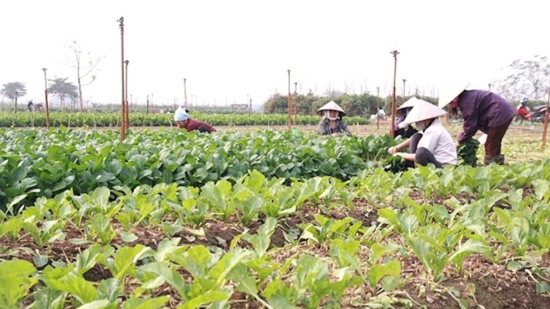 Quảng Ng&atilde;i: Trời lạnh, mưa rải r&aacute;c, n&ocirc;ng d&acirc;n chủ động bảo vệ c&acirc;y trồng vụ Đ&ocirc;ng Xu&acirc;n