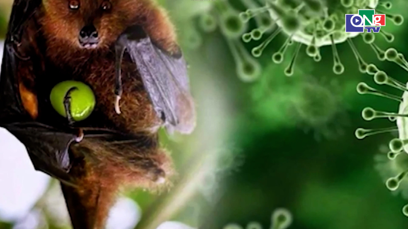 Việt Nam chưa ghi nhận trường hợp mắc bệnh do virus Nipah