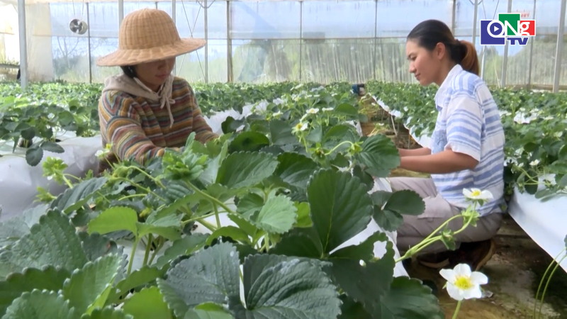 Khởi nghiệp ở Măng Đen