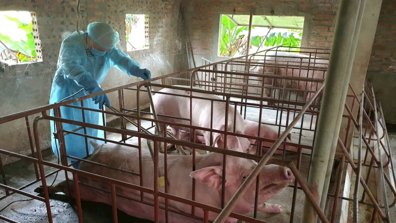 Đề xuất Trung ương hỗ trợ khắc phục thiệt hại do dịch bệnh động vật 