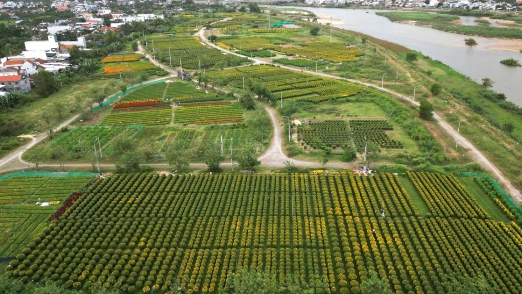 Khu vực trồng hoa Tết bờ Nam Sông Vệ, xã Long Phụng, tỉnh Quảng Ngãi.