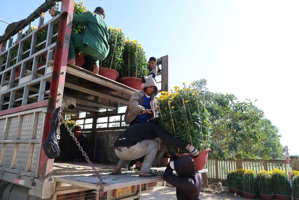 Hoa vừa rời vườn được đưa lên xe tải.